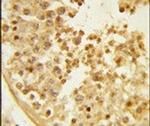 WDR37 Antibody in Immunohistochemistry (IHC)