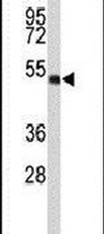 WDR37 Antibody in Western Blot (WB)