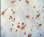 WDR48 Antibody in Immunohistochemistry (IHC)