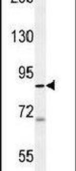 WDR48 Antibody in Western Blot (WB)