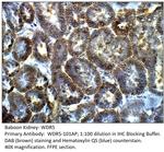 WDR5 Antibody in Immunohistochemistry (IHC)