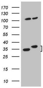 WDR61 Antibody in Western Blot (WB)