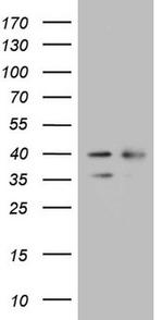WDR61 Antibody in Western Blot (WB)