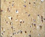 WDR73 Antibody in Immunohistochemistry (IHC)