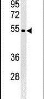 WDR73 Antibody in Western Blot (WB)