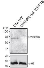 WDR76 Polyclonal Antibody