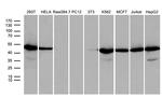 WDR77 Antibody in Western Blot (WB)