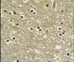 WDR82 Antibody in Immunohistochemistry (IHC)