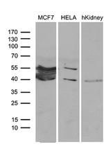 WDR92 Antibody in Western Blot (WB)