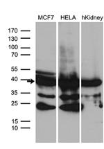 WDR92 Antibody in Western Blot (WB)