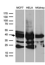 WDR92 Antibody in Western Blot (WB)