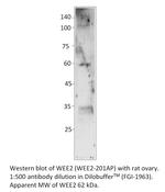 WEE2 Polyclonal Antibody