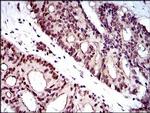 WHSC2 Antibody in Immunohistochemistry (Paraffin) (IHC (P))