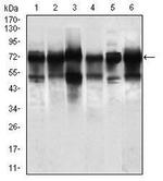WHSC2 Antibody in Western Blot (WB)