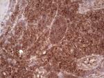 WIBG Antibody in Immunohistochemistry (Paraffin) (IHC (P))