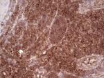 WIBG Antibody in Immunohistochemistry (Paraffin) (IHC (P))