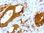 WIBG Antibody in Immunohistochemistry (Paraffin) (IHC (P))