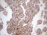 WIBG Antibody in Immunohistochemistry (Paraffin) (IHC (P))