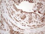 WIBG Antibody in Immunohistochemistry (Paraffin) (IHC (P))
