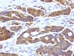 WIBG Antibody in Immunohistochemistry (Paraffin) (IHC (P))