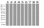 WIBG Antibody in Western Blot (WB)