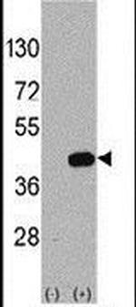 WIF1 Antibody in Western Blot (WB)
