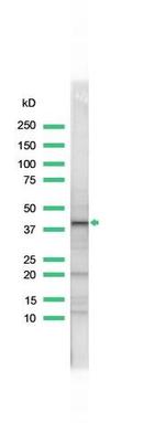 WNT1 Antibody in Western Blot (WB)