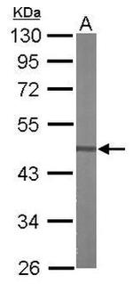 WNT10B Antibody in Western Blot (WB)