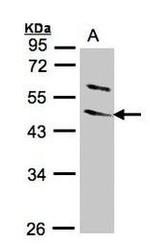 WNT10B Antibody in Western Blot (WB)