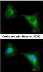 WNT10B Antibody in Immunocytochemistry (ICC/IF)