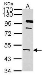 WNT10B Antibody in Western Blot (WB)
