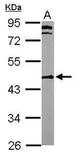 WNT10B Antibody in Western Blot (WB)