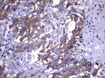 WNT3 Antibody in Immunohistochemistry (Paraffin) (IHC (P))