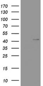 WNT3 Antibody in Western Blot (WB)