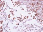 WNT3 Antibody in Immunohistochemistry (IHC)
