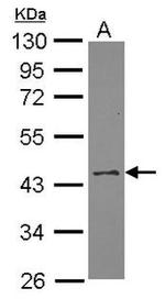 WNT3 Antibody in Western Blot (WB)