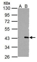 WNT3 Antibody in Western Blot (WB)