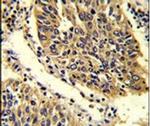 WNT4 Antibody in Immunohistochemistry (IHC)