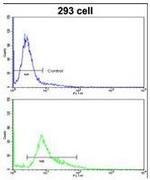 WNT4 Antibody in Flow Cytometry (Flow)