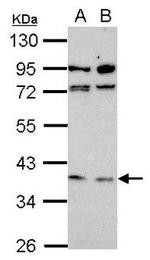 WNT6 Antibody in Western Blot (WB)