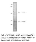 WWOX 1 + 4 Polyclonal Antibody