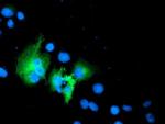 WWTR1 Antibody in Immunocytochemistry (ICC/IF)