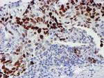 WWTR1 Antibody in Immunohistochemistry (Paraffin) (IHC (P))