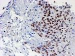 WWTR1 Antibody in Immunohistochemistry (Paraffin) (IHC (P))