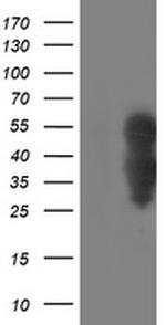 WWTR1 Antibody in Western Blot (WB)