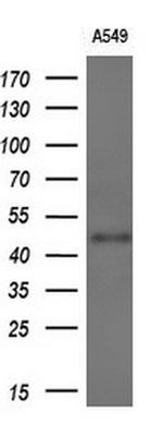 WWTR1 Antibody in Western Blot (WB)