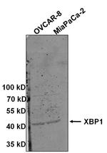 XBP1 Antibody in Western Blot (WB)