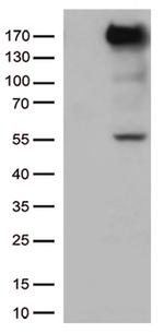 XDH Antibody in Western Blot (WB)