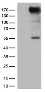 XDH Antibody in Western Blot (WB)