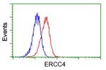 XPF Antibody in Flow Cytometry (Flow)